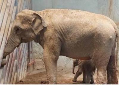 آخرین شرایط بچه فیل ارم و ماده گورخر آفریقایی