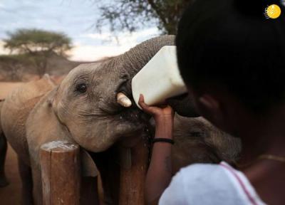 شیر بُز غذایی مفید برای بچه فیل ها