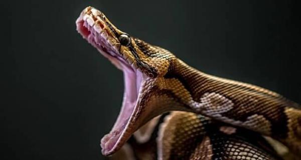 شگرد ترسناک مار پیتون برای بلعیدن تمساح، عکس